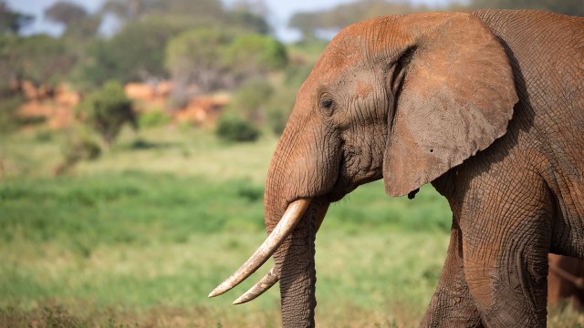 Elephant tusk DNA is used to expose poaching networks