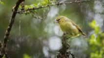 Critically endangered kiwikiu (Maui parrotbill)