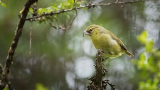 Critically endangered kiwikiu (Maui parrotbill)