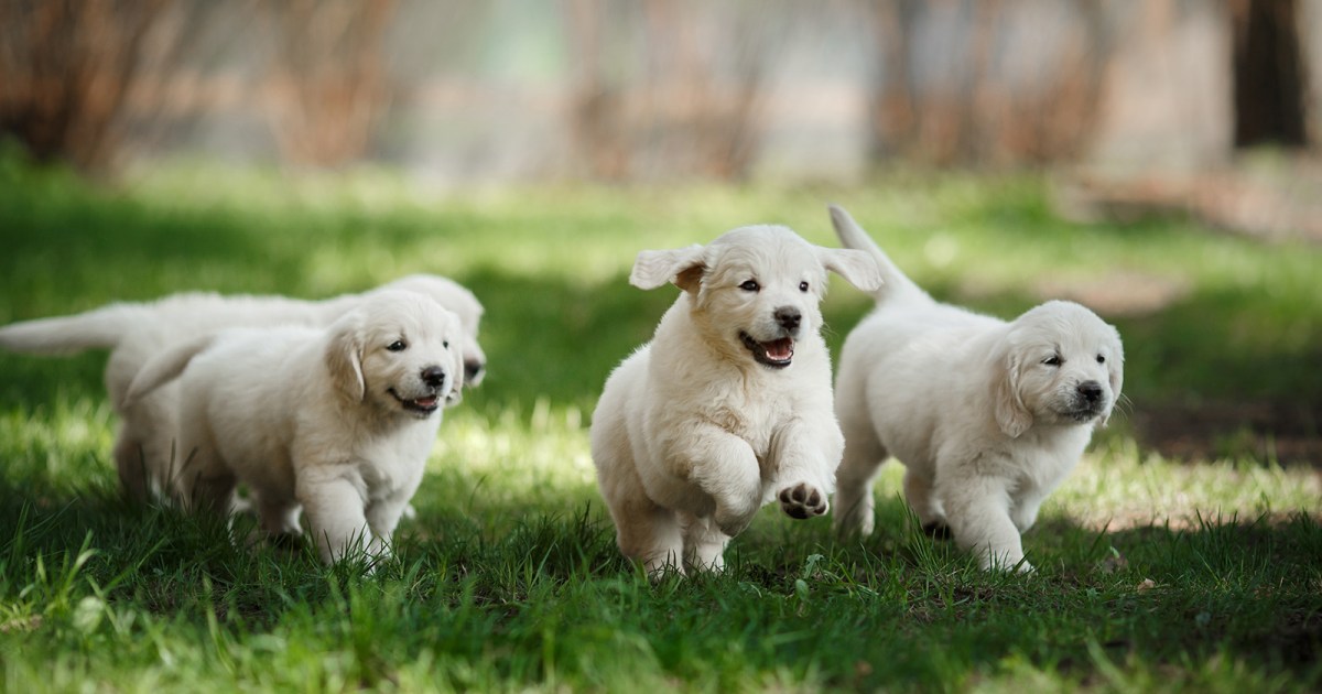 Your pet dog could help people live longer, healthier lives Your pet dog could help people live longer, healthier lives