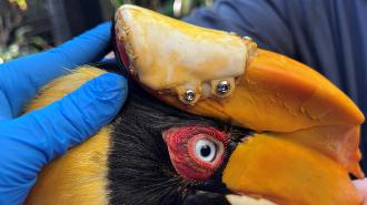 great hornbill