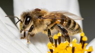 varroa mite