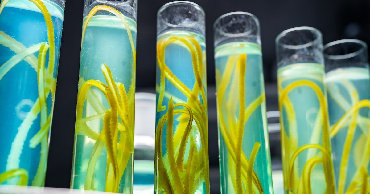 What future foods will we be eating in 2050?