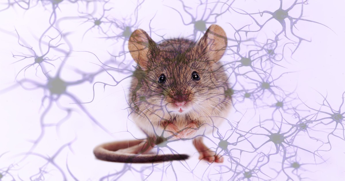 Infuzja młodego płynu mózgowego ożywia pamięć u starszych myszy