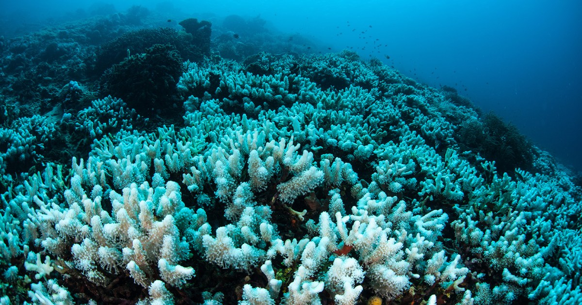 We finally know why sunscreen kills coral reefs - Freethink