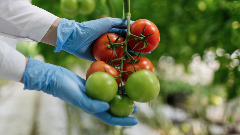 New gene-edited tomatoes boost vitamin D levels