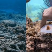 saving coral reefs