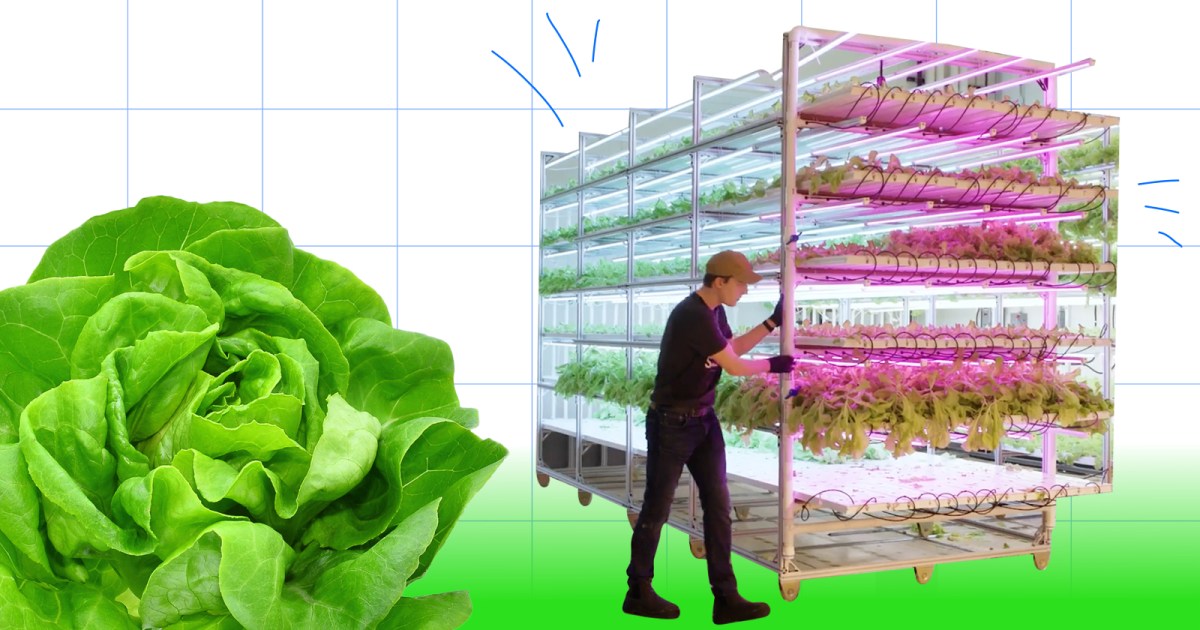 How a poker prodigy accidentally created a booming vertical farm