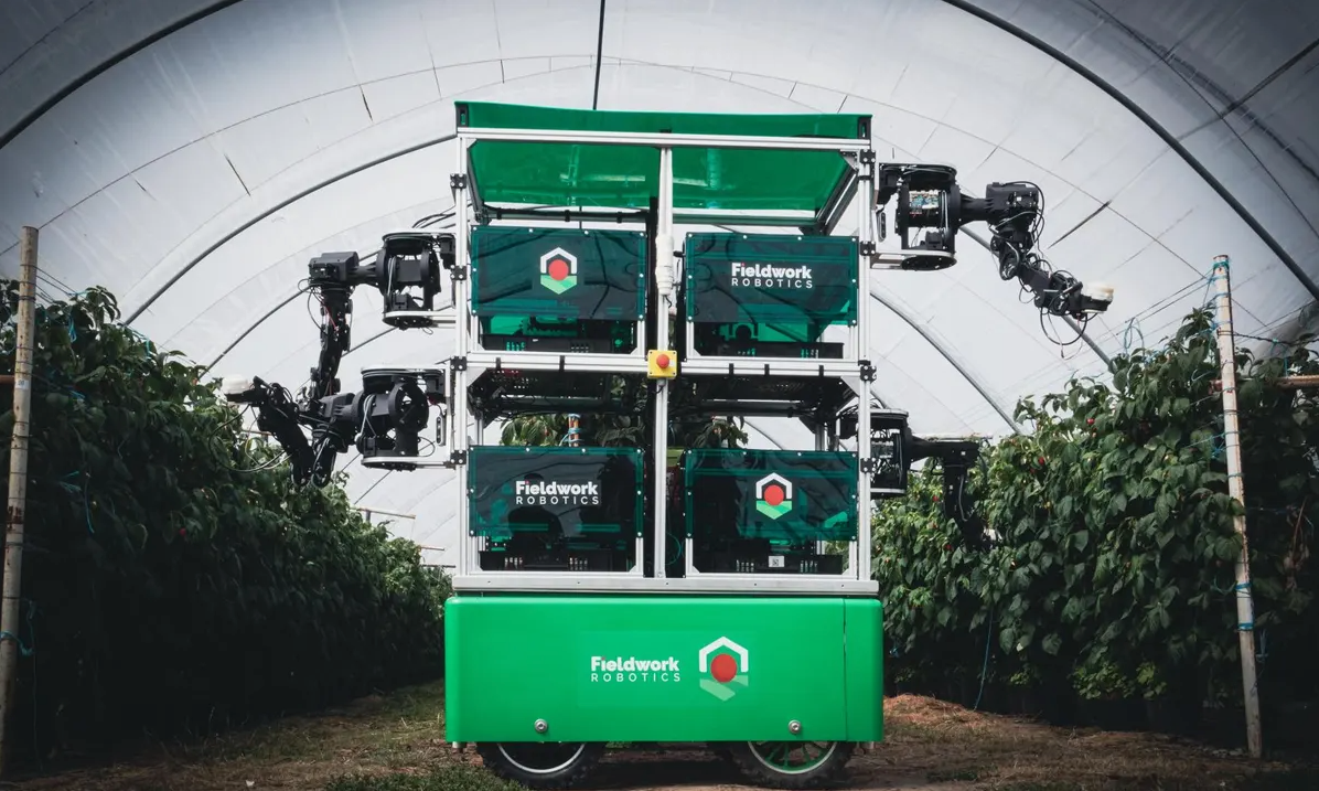 New harvesting robots are gentle enough to pick this fruit