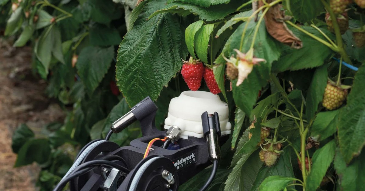 New harvesting robots are gentle enough to pick this fruit