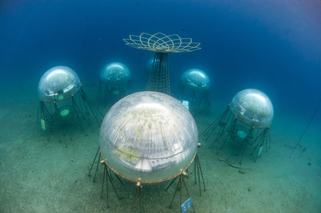 underwater garden