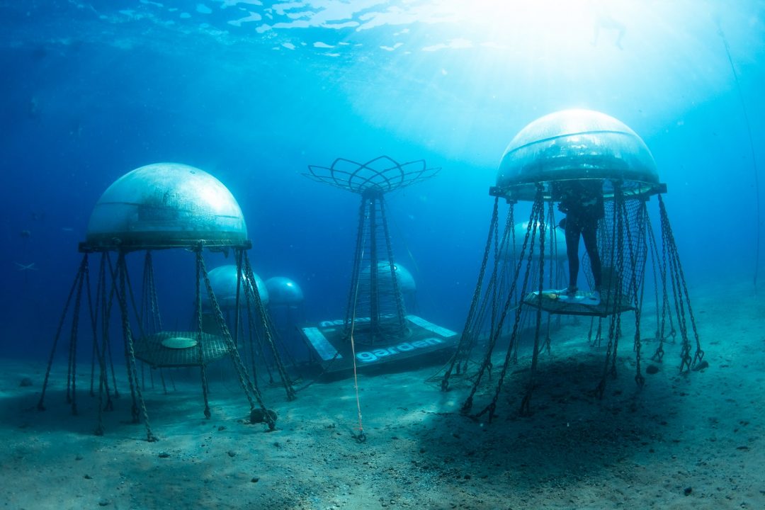 underwater garden