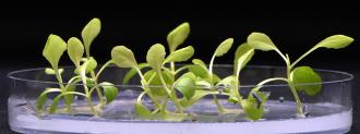 artificial photosynthesis darkness