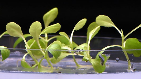 artificial photosynthesis darkness