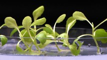 artificial photosynthesis darkness