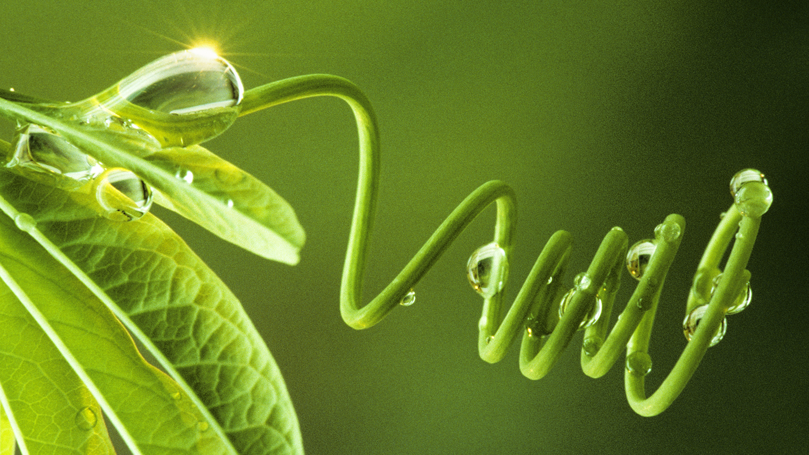 Breakthrough in photosynthesis boosts plant growth up to 30%