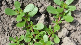 purslane photosynthesis