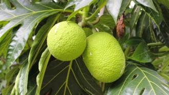 breadfruit