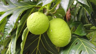 breadfruit