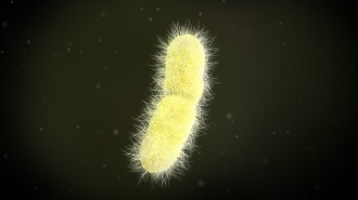 k. pneumoniae