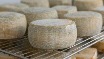 cheese bacteria