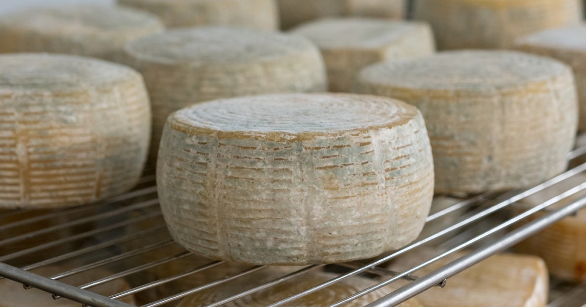 How Cheese Is Made With Bacteria