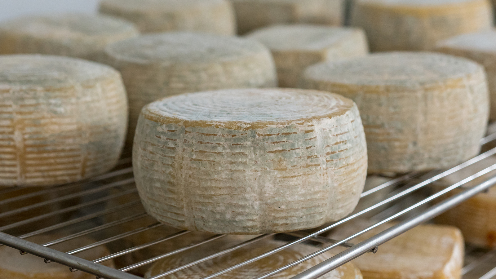 Bacteria breakthrough could create brand new cheese flavors