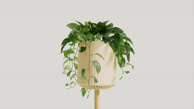 snake plant green Dark Green Snake Plant