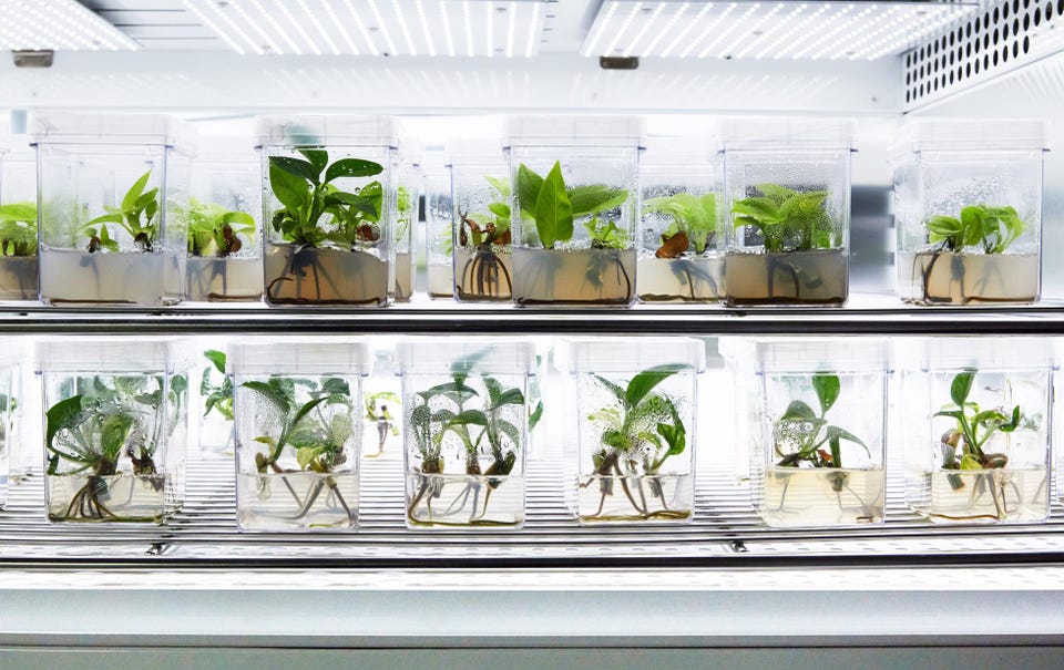 genetically engineered houseplants