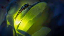 glowing firefly sitting on a leaf