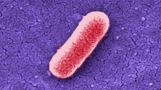 A digitally-colorized image of an E. coli bacterium