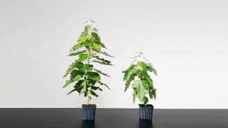 two tree seedlings