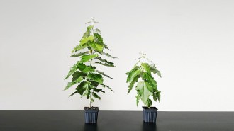 two tree seedlings