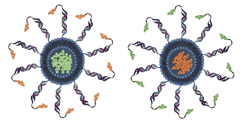 an illustration of two spherical nucleic acids