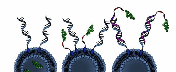 an illustration of three spherical nucleic acids