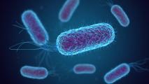 Rendering of E.coli bacteria