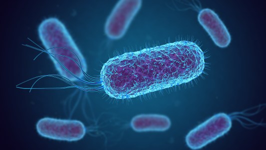 Rendering of E.coli bacteria
