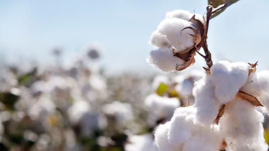 a field of cotton on a sunny day