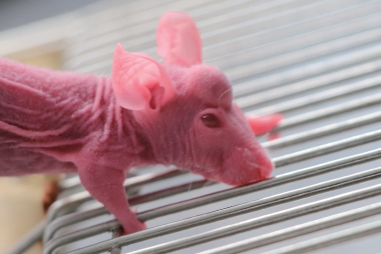 a hairless mouse with a large bump on its forehead