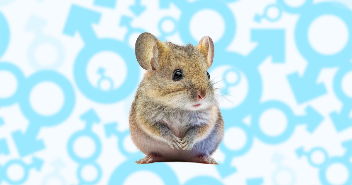 First healthy mice with two dads — and no moms — born in Japan