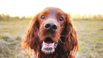 a close up of a dog's face