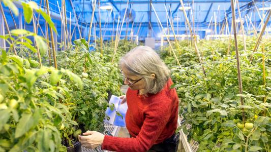 a woman looking at tomato plants in a greenhouse