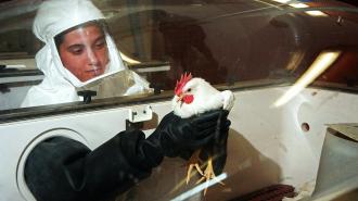 a scientist holding a chicken