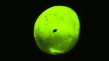 a neon green circle with a black dot in the center