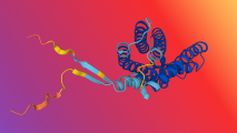 a colorful representation of a protein
