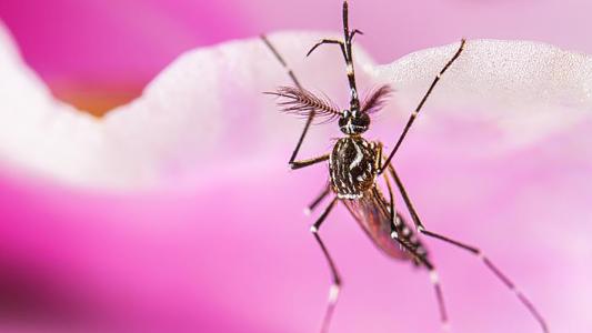 a mosquito resting on a pink flower