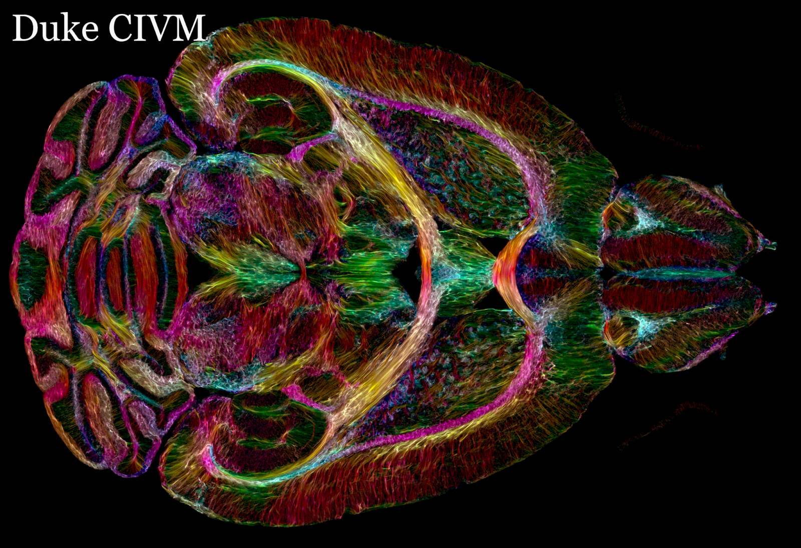 a colorful scan of a mouse brain