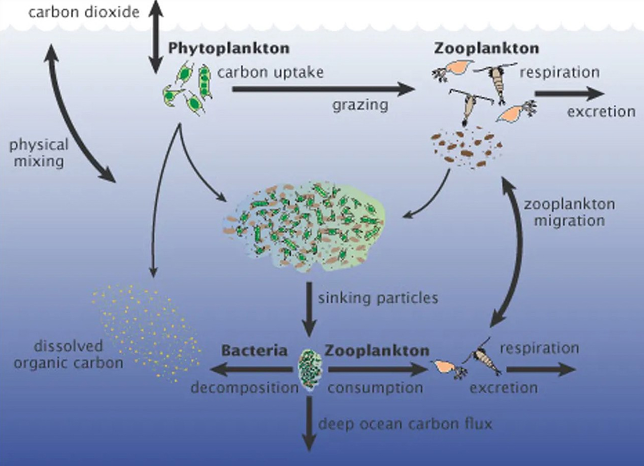 a diagram showing how carbon moves from the atmosphere to the deep sea via phytoplankton