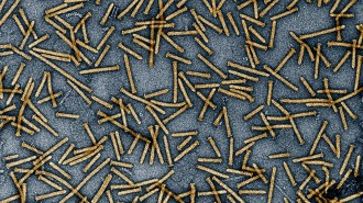 dozens of rod-like yellow structures on a blue background