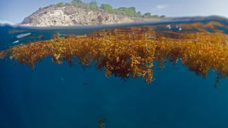 sargassum seaweed floating in the ocean